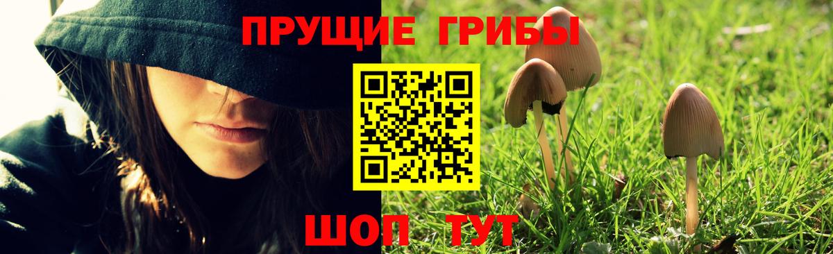 Советская Гавань  Галлюциногенные грибы Psilocybine cubensis  Вход с VPN 